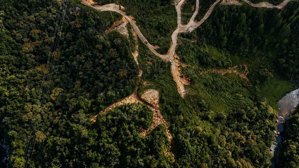 Los caminos abiertos entre el bosque de Santa Rita, vistos desde arriba